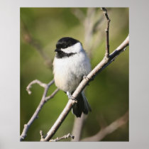 Blackcapped Chickadee