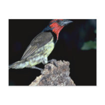 Blackcollared Barbet Postcards
