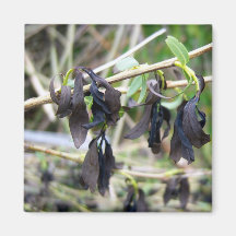 Blackened Leaves Magnet