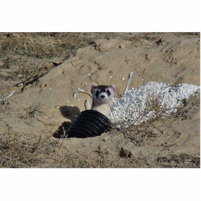 Blackfooted Ferret Photo Sculptures by animalpark