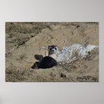 Blackfooted Ferret Print