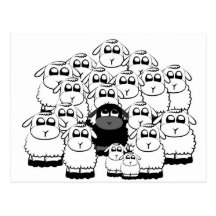 blacksheep post card