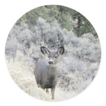 Blacktail Deer in Sage Brush Sticker