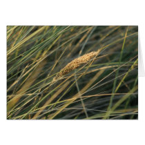 blade of grass card