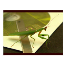 blades post cards