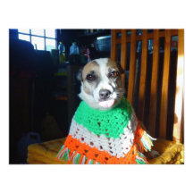 Blaheen of the roads dog Nuala in her new  poncho Invitation