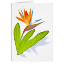 Blank Any Occasion Card