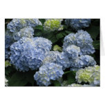 Blank Blue Hydragea Greeting Cards