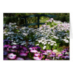 Blank Card, African Daisies