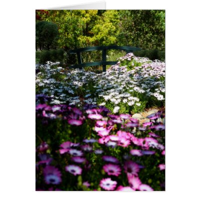 Blank Card, African Daisies by michaelsnydermusic