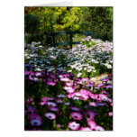 Blank Card, African Daisies