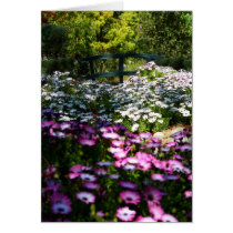 Blank Card, African Daisies