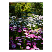 Blank Card, African Daisies