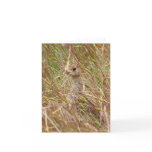 Blank Card, Baby Turkey