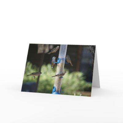 Blank Card, Bird Feeder by michaelsnydermusic