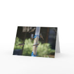 Blank Card, Bird Feeder