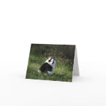 Blank Card, cat