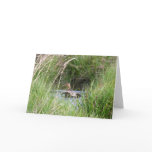 Blank Card, Duck