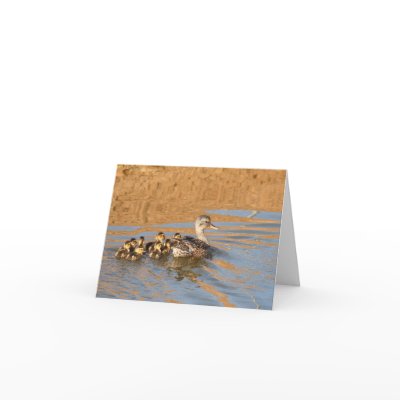 Blank Card, Ducklings by michaelsnydermusic