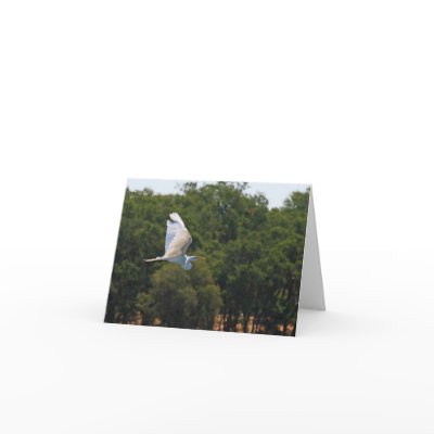 Blank Card, Egret by michaelsnydermusic