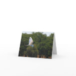 Blank Card, Egret
