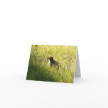 Blank Card, Finch