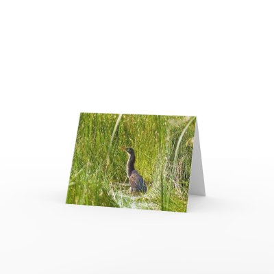 Blank Card, Heron by michaelsnydermusic