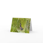 Blank Card, Heron
