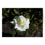 Blank card: One Pale Yellow Rose