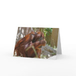 Blank Card, Oran-Utan