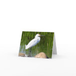 Blank Card, Snowy Egret