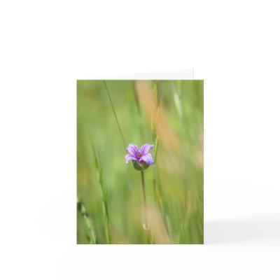 Blank Card, Wildflower by michaelsnydermusic