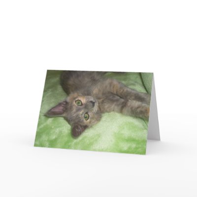 Blank Cat Cards by dianades
