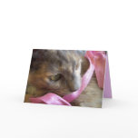 Blank Cat Cards