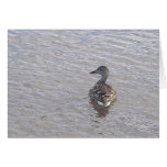blank duck card