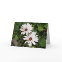 Blank Floral Card