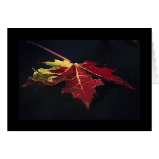 Blank Greeting Card: Dark Autumn