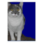 ~ Blank Kitty Card ~
