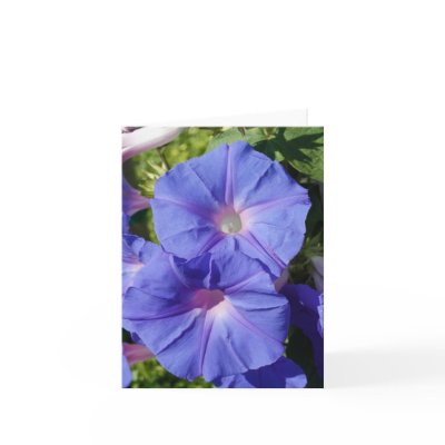 Blank Note Card, Morning Glory by michaelsnydermusic