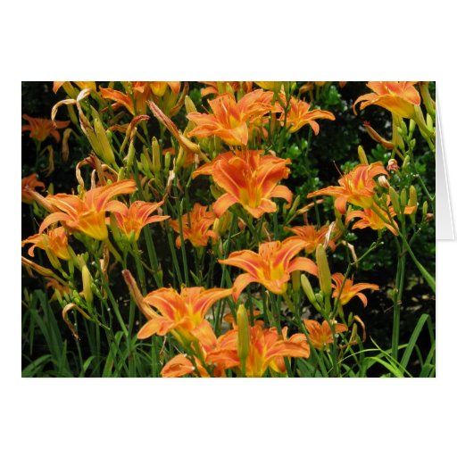 Blank Orange Flowers Cards