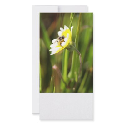 Blank Photo Card, Bumble Bee by michaelsnydermusic
