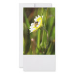 Blank Photo Card, Bumble Bee photo cards