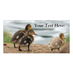 Blank Photo Card, Ducklings photo cards