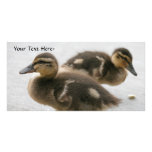 Blank Photo Card, Ducklings photo cards