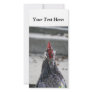Blank Photo Card, Rooster