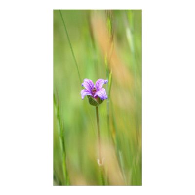Blank Photo Card, Wildflower by michaelsnydermusic