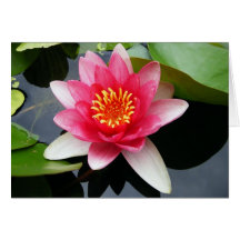 Blank Pink Waterlily Card