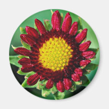Blanket flower  flowers fridge magnets