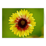 Blanket flower, gaillardia aristata  flowers greeting card