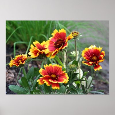 Blanket Flower Group Flower Photography Print by SmilinEyesTreasures